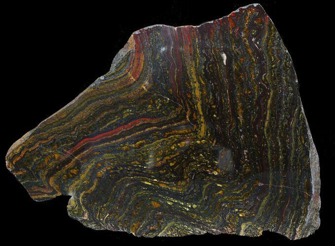 Polished Tiger Iron Stromatolite - ( Billion Years) #62627